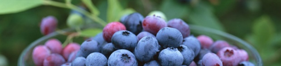 Hortifrut-blueberries
