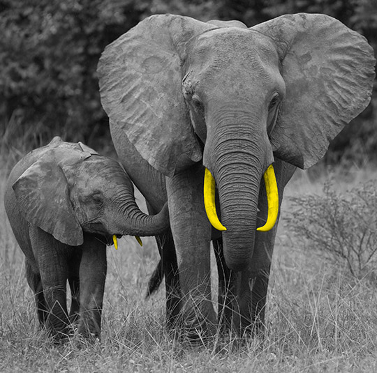 Two elephants