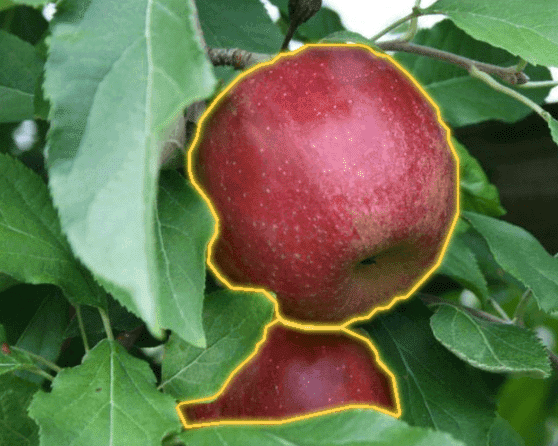 Annotation of apples